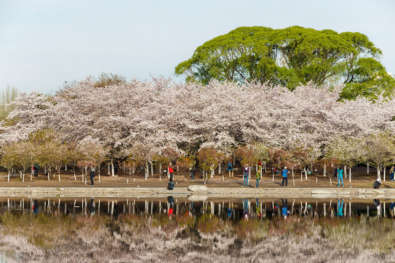 hoa anh đào ở Trung Quốc 3